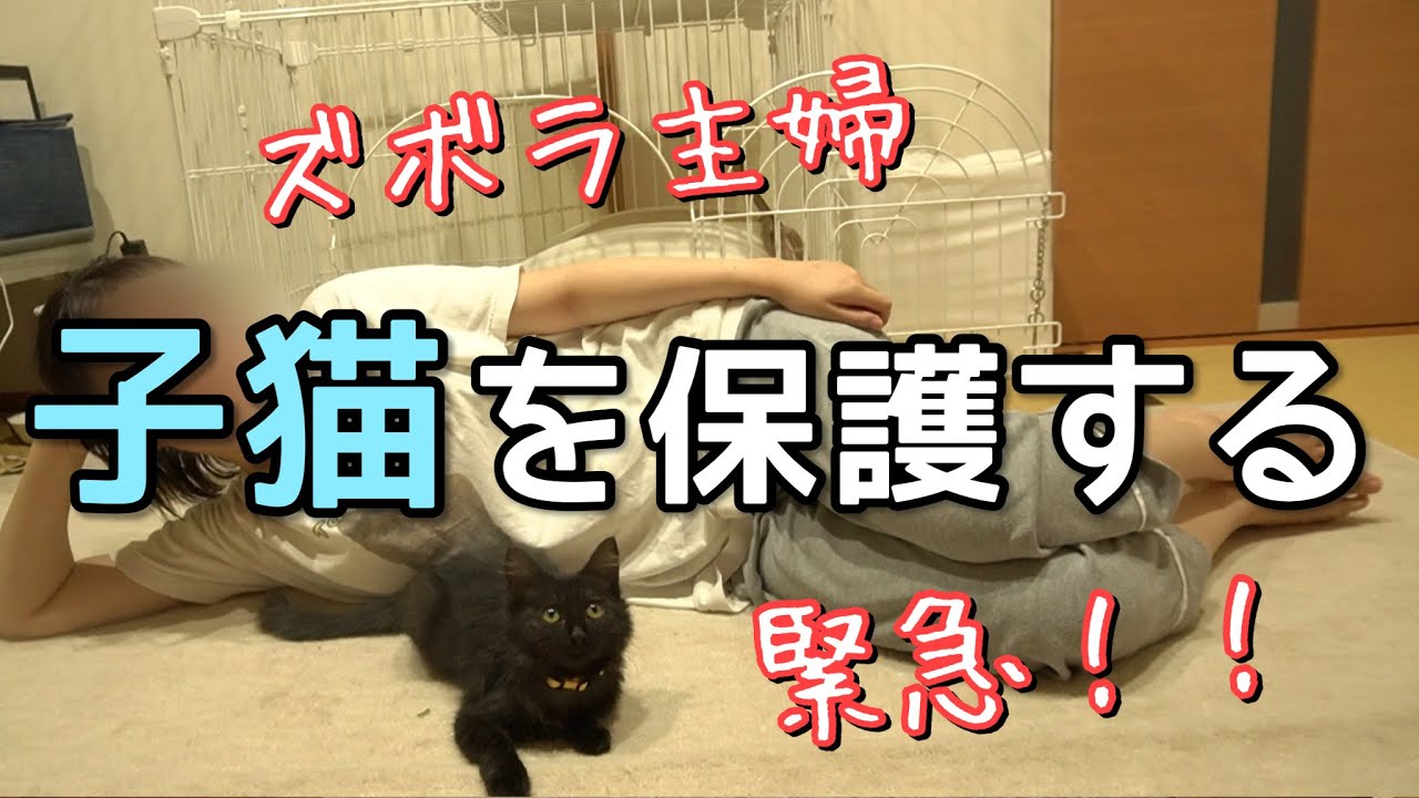 【ズボラ主婦】子猫を保護する。先住猫と仲良くなれるのか、ダメ女の丁寧じゃない暮らし