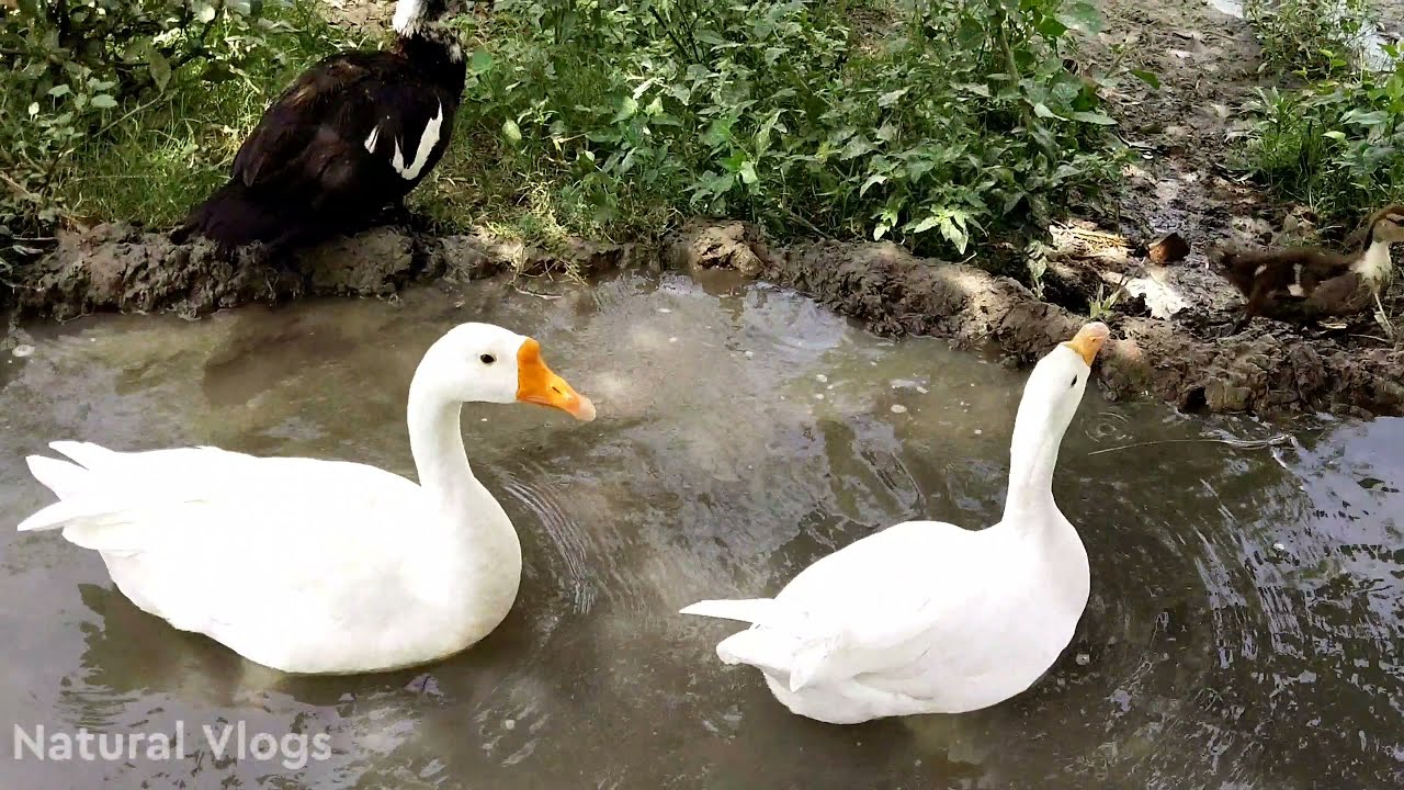 Beautiful Exotic Birds in a farm of a Village || گاؤں میں خوبصورت غیرملکی پرندے