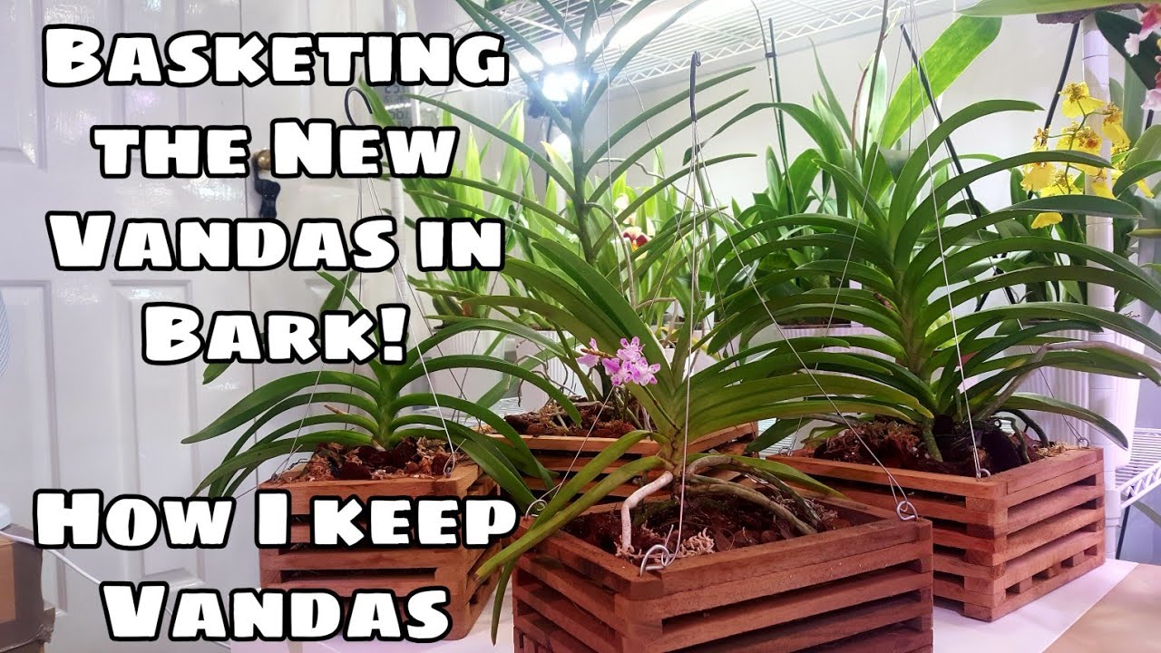 Transferring New Vanda Orchids from Bare Root to Baskets with Bark! No More Daily Soaks!