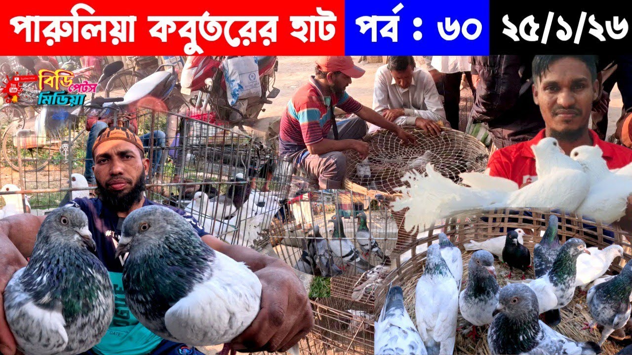 পারুলিয়া কবুতরের হাট ২০২৬ | গ্রামীন কবুতর হাট  kobutor hat 2026 | pigeon price in bd