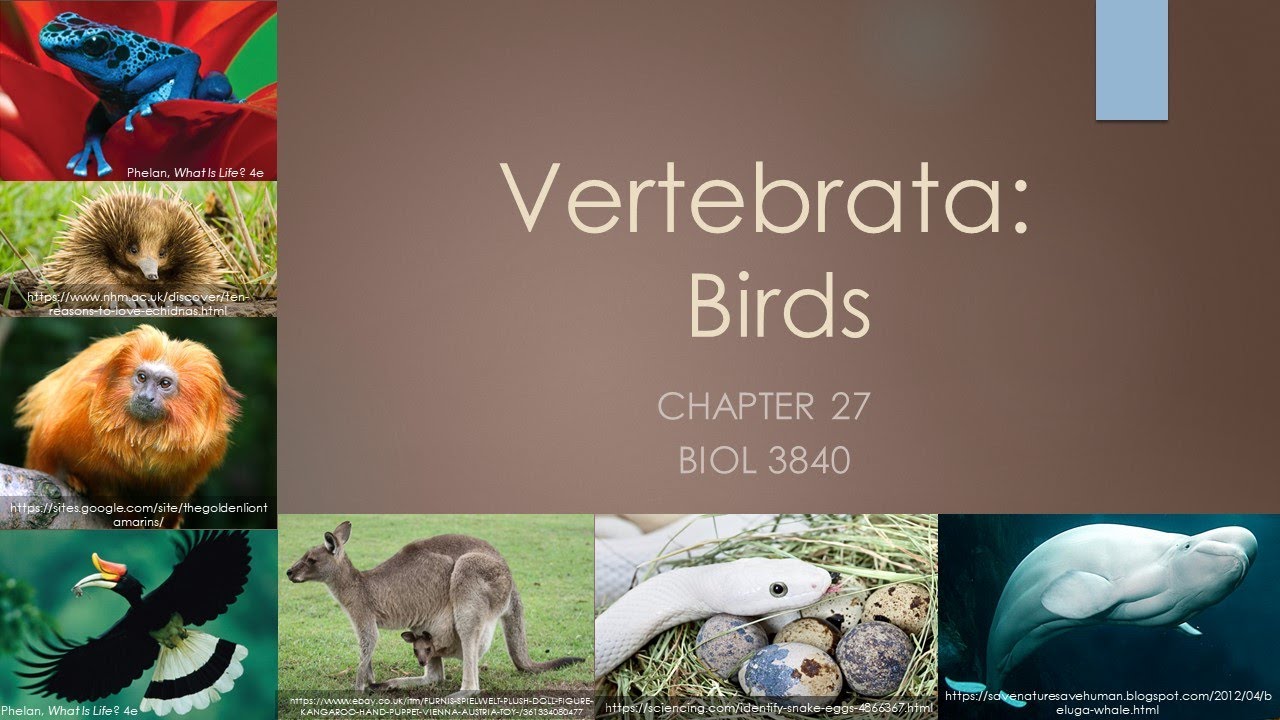 3840_Chapter 27: Birds