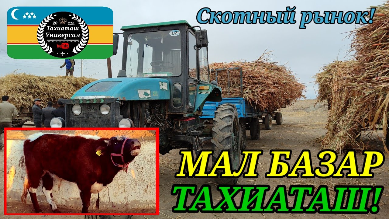 МАЛ БАЗАР СКОТНЫЙ РЫНОК #тахиаташ#каракалпакистан#бахалары#цены#сатамын#бука#сыйыр#бузау#сауынсыйыр