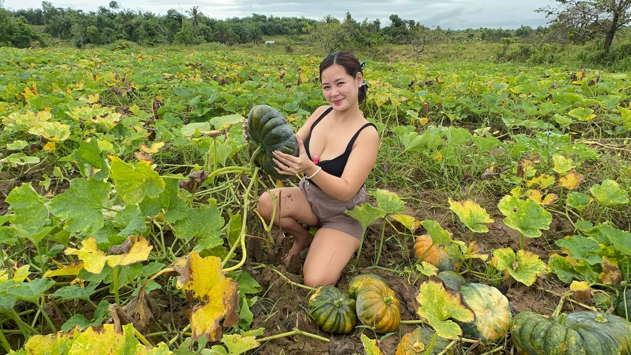 Isang Truck na Kalabasa ang Harvest ko! Balik Bohol na ulit!
