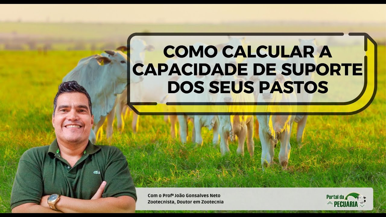 Como calcular a capacidade de suporte do pasto?