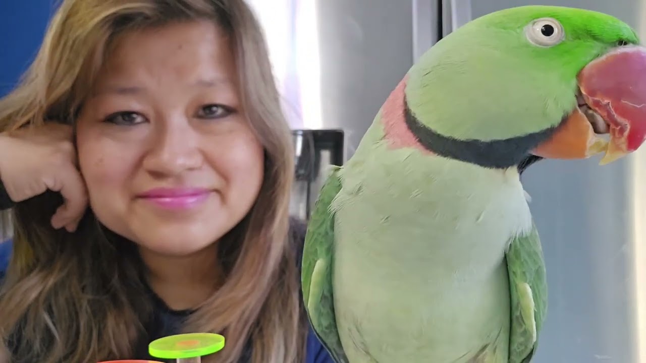Chilling Sunday with Paco the Alexandrine parakeet
