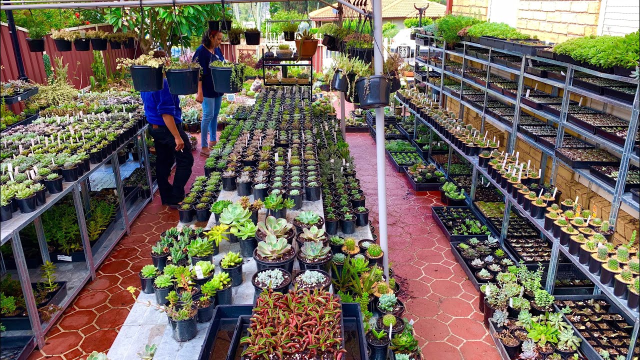 Succulent and Cacti Nursery Tour