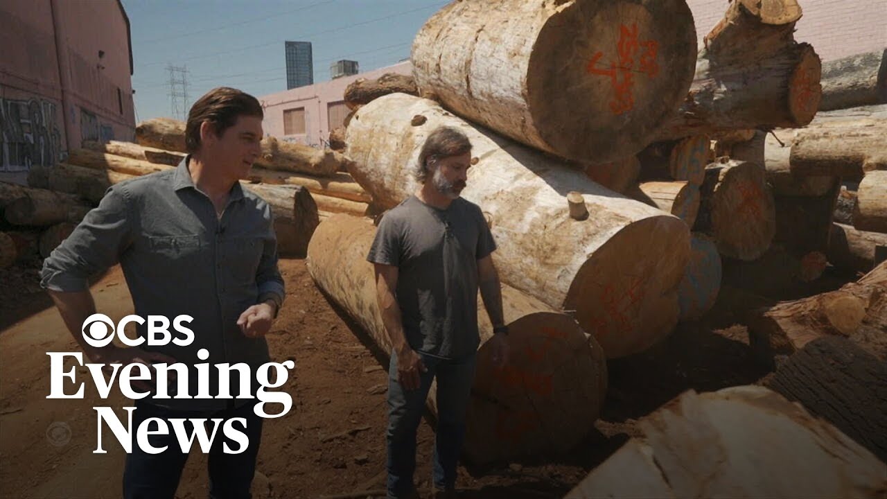 Second life for California trees burned in wildfires
