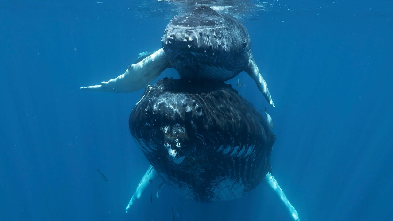 Humpbacks ‘Sanskrit’ and Papyrus Share a Loving Bond