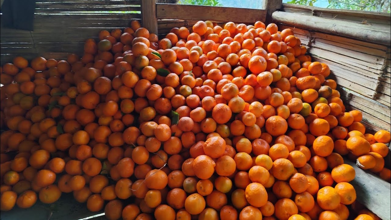 The Lord provides in His perfect time 🙏🍊 harvested oranges on 5th January 2026😊✨