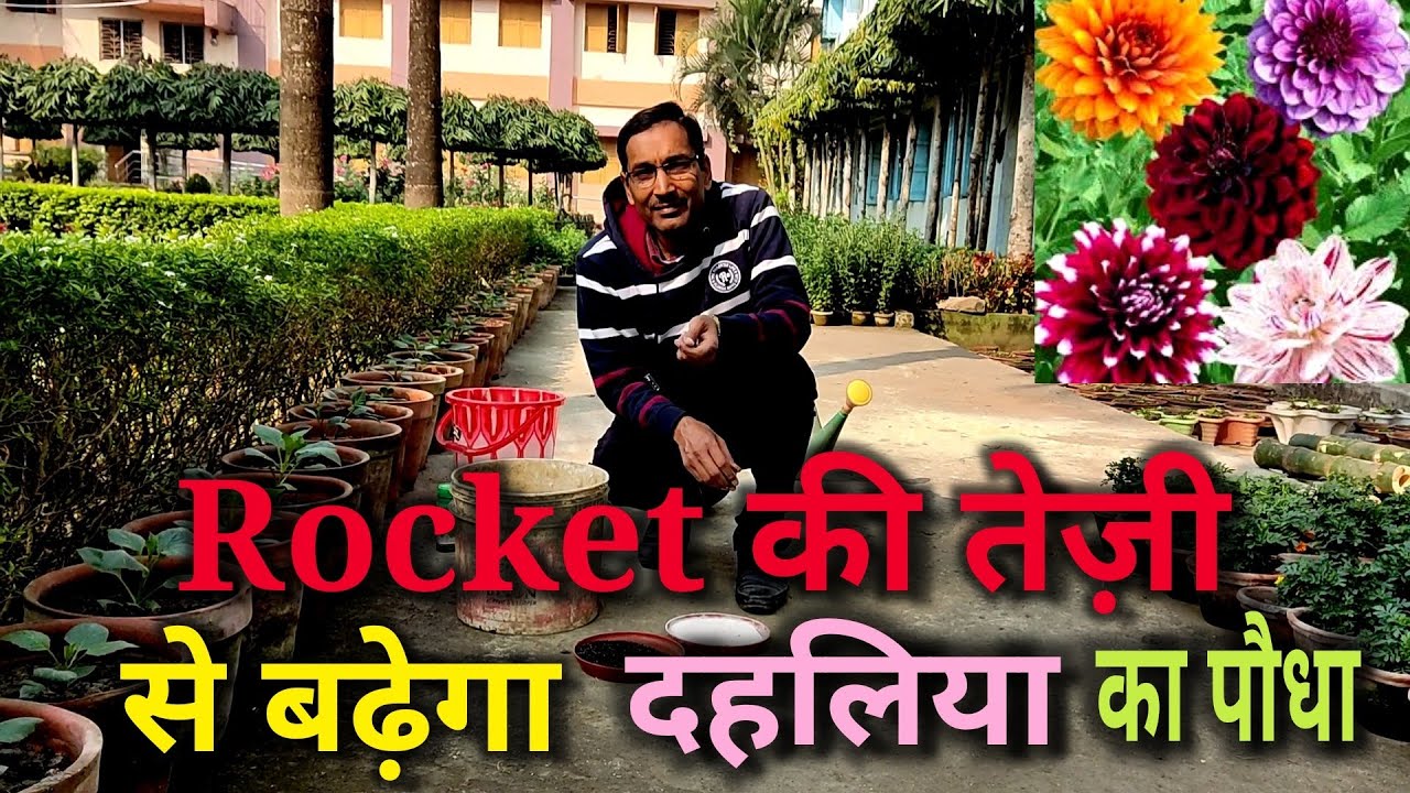 Rocket की तेज़ी से बढ़ेंगे आपके दहलिया के पौधें / Dahalia growing tips