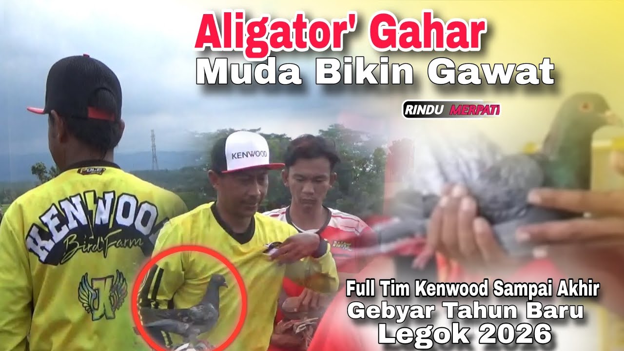 Jadi Serigala Terakhir🔥Aligator