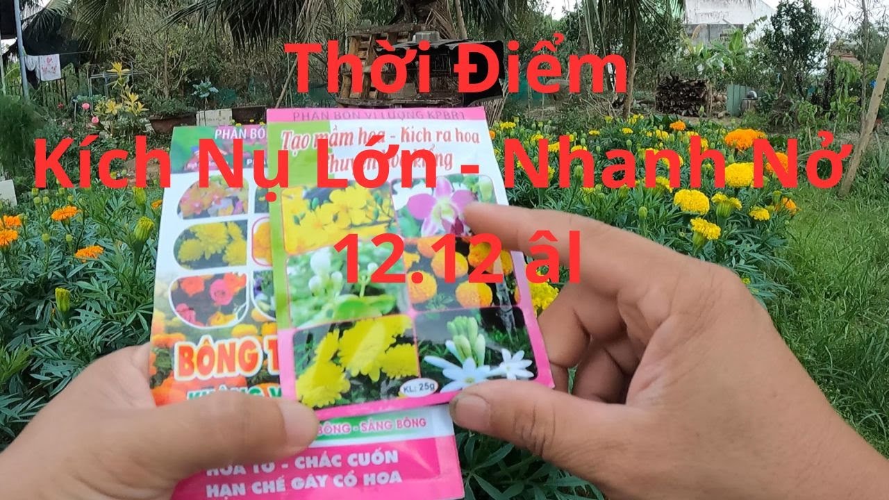 Thời Gian Xử Lý Bông Nở Thành Công
