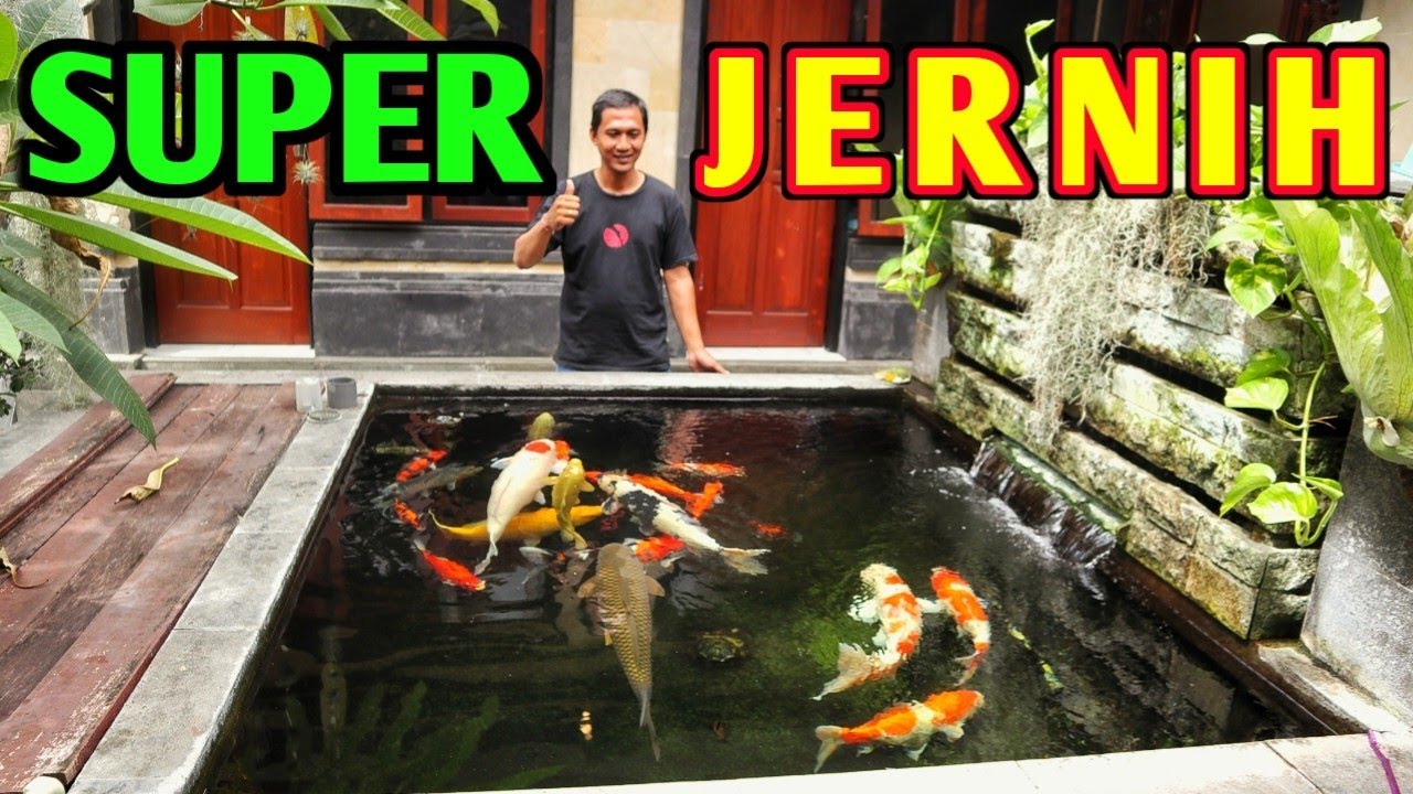 KOLAM KOI KECIL ISINYA JUMBO MESKIPUN DENGAN MEDIA FILTER SEDERHANA #koi #ikanhias #kolamikan