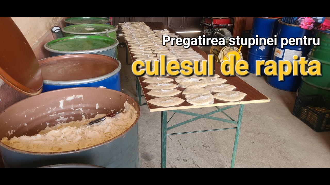 Pregatirea stupinei pentru culesul de rapita.