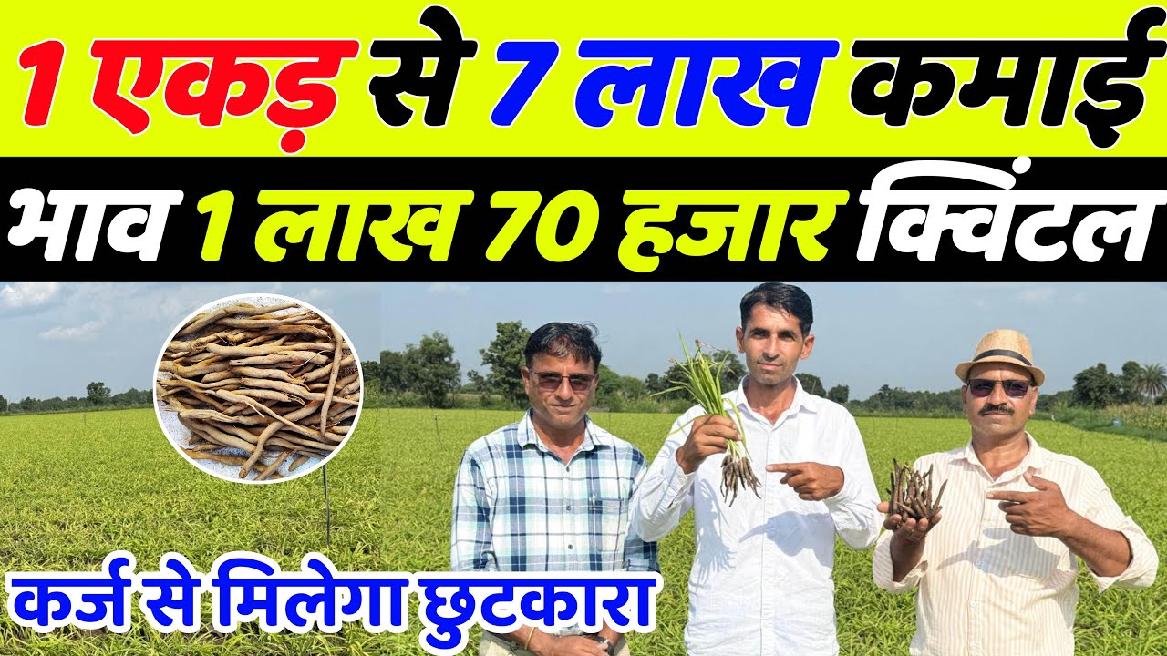 एकड़ से 7 लाख कमाई वाली खेती | Safed musli ki kheti | Safed musli ki kheti kaise karen | Kheti badi