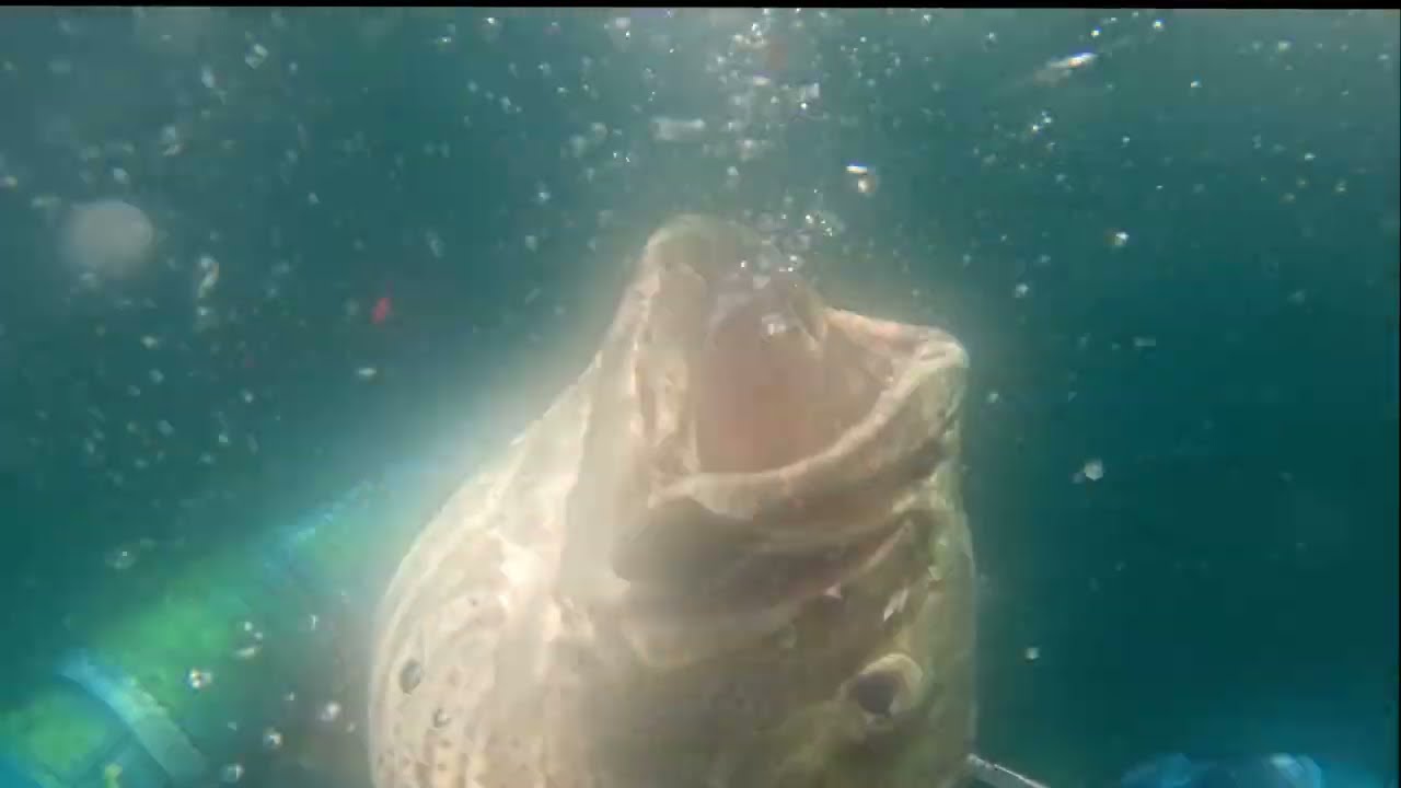 CABRILLA GROUPER HUNTS- Spearfishing Mexico March 2025- Day 1
