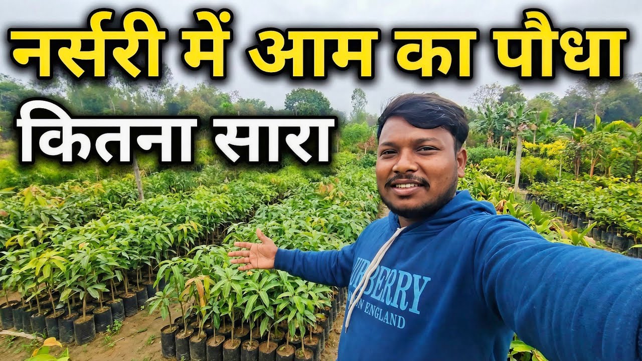 नर्सरी में आम का पौधा 🌱 | एक-एक पौधा सोना है! 💰