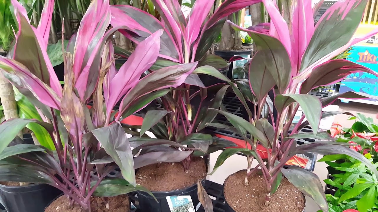 Care tips for the Cordyline Plant | Donna Joshi