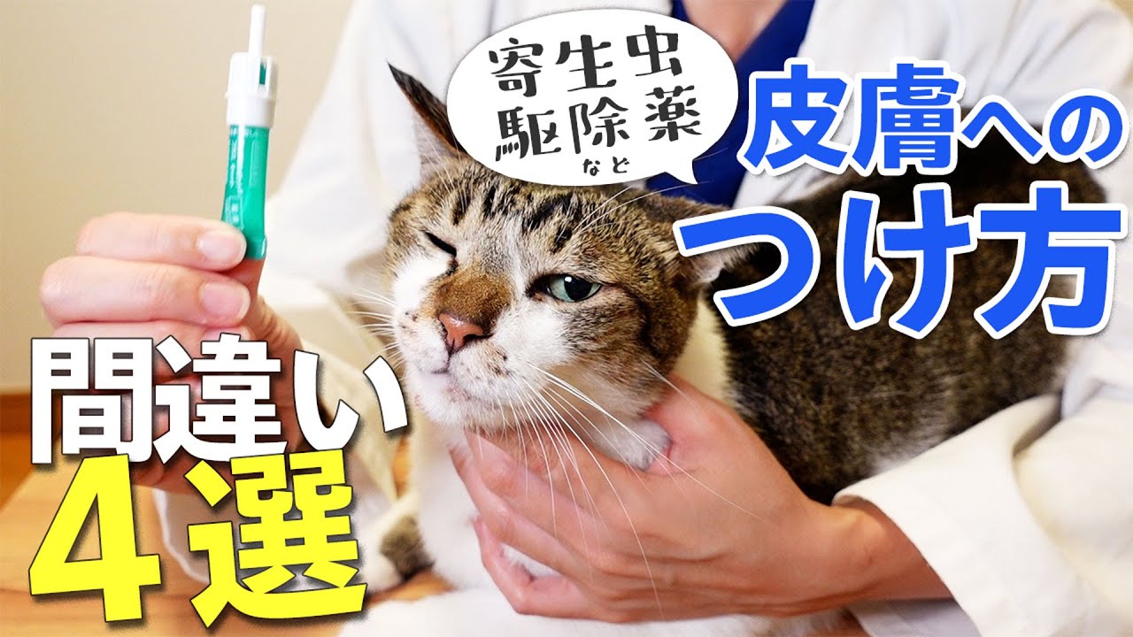 猫の皮膚につける薬 よくある間違い4選！寄生虫予防で使うことの多い薬 正しい使い方を獣医師が教えます！