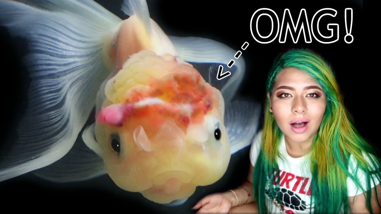 MY GOLDFISH'S BRAIN EXPLODED?! TREATING WEN INJURY AND DROPSY IN GOLDFISH