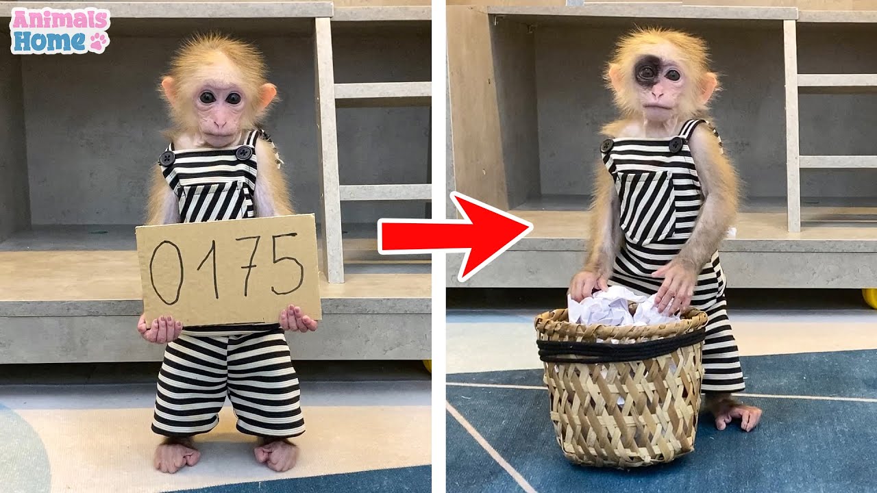 BiBi protects the duckling princess from Amee | FULL EPISODES COMPILATION