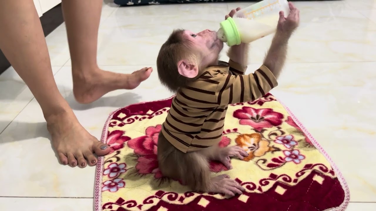 Baby monkey Miker 