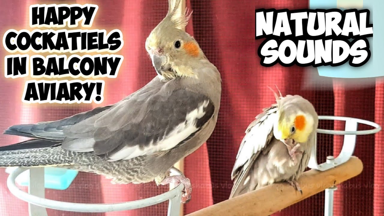 Happy Cockatiels In My Balcony Aviary | Normal Grey Cockatiel Male & Female Natural Happy Sounds