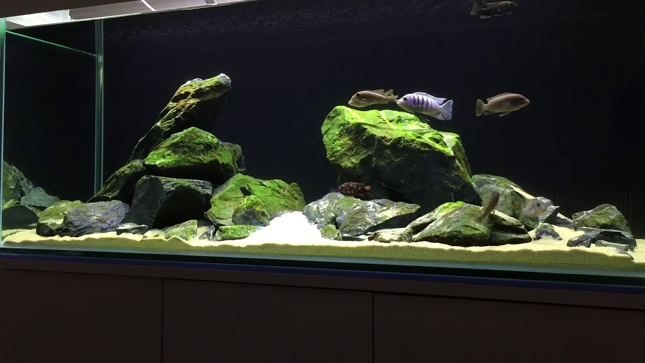 Lake Malawi Biotope