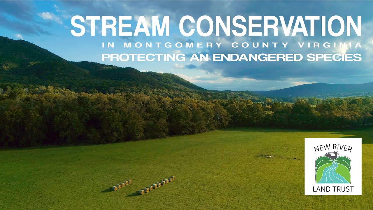 Stream Conservation Experts in Montgomery County Virginia - Endangered Species, Roanoke logperch