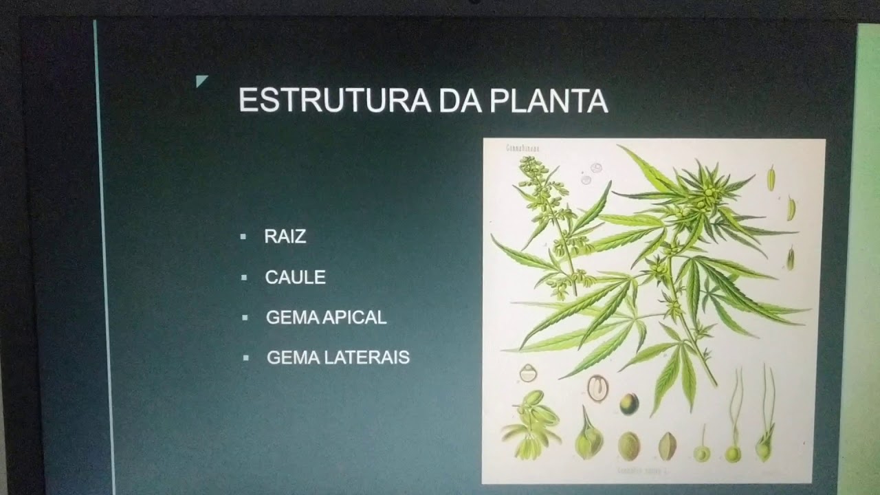 Fisiol&oacute;gia da cannabis