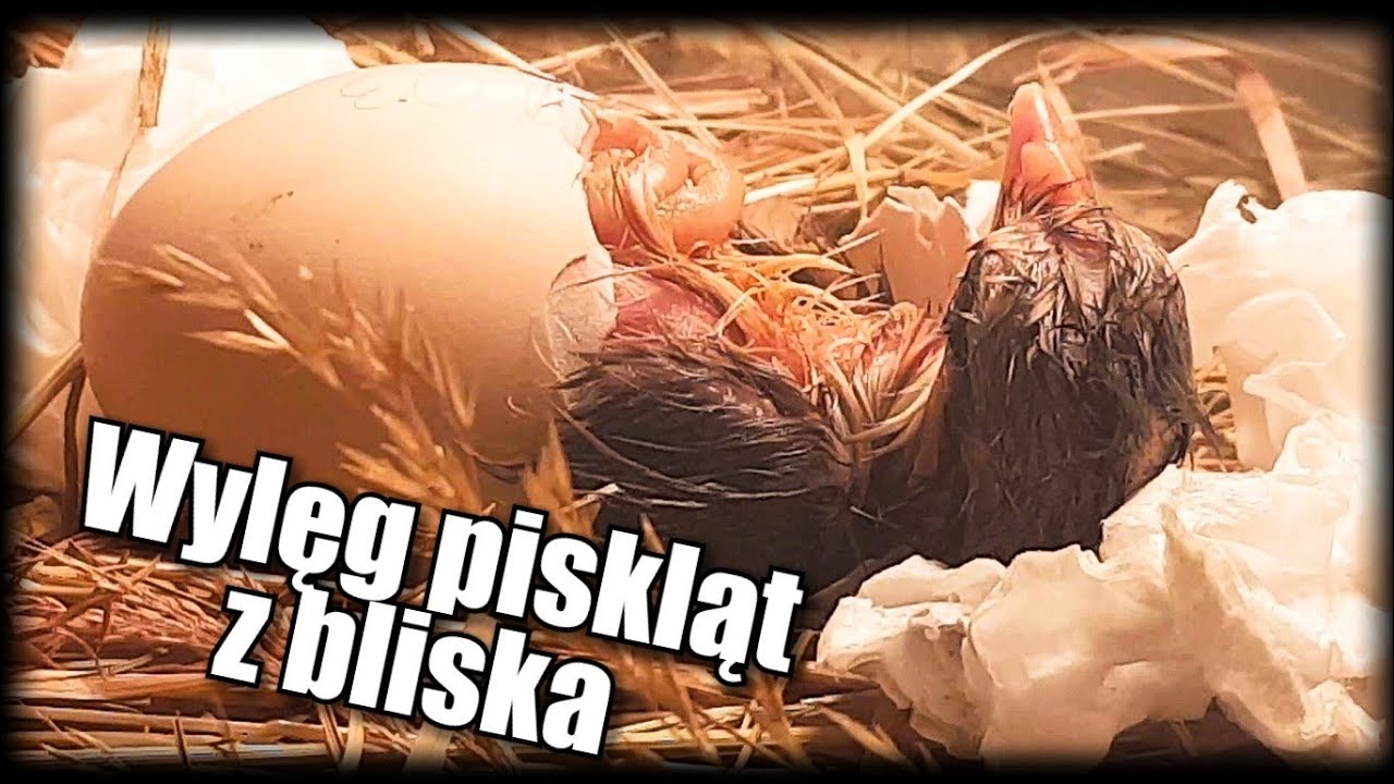 #Inkubacja Jak klują się kurczaki Wylęg piskląt.