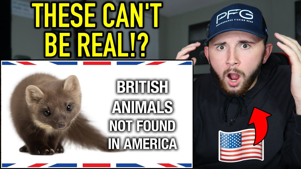 American Reacts to British Animals You Won't Find in America! *SHOCKING*