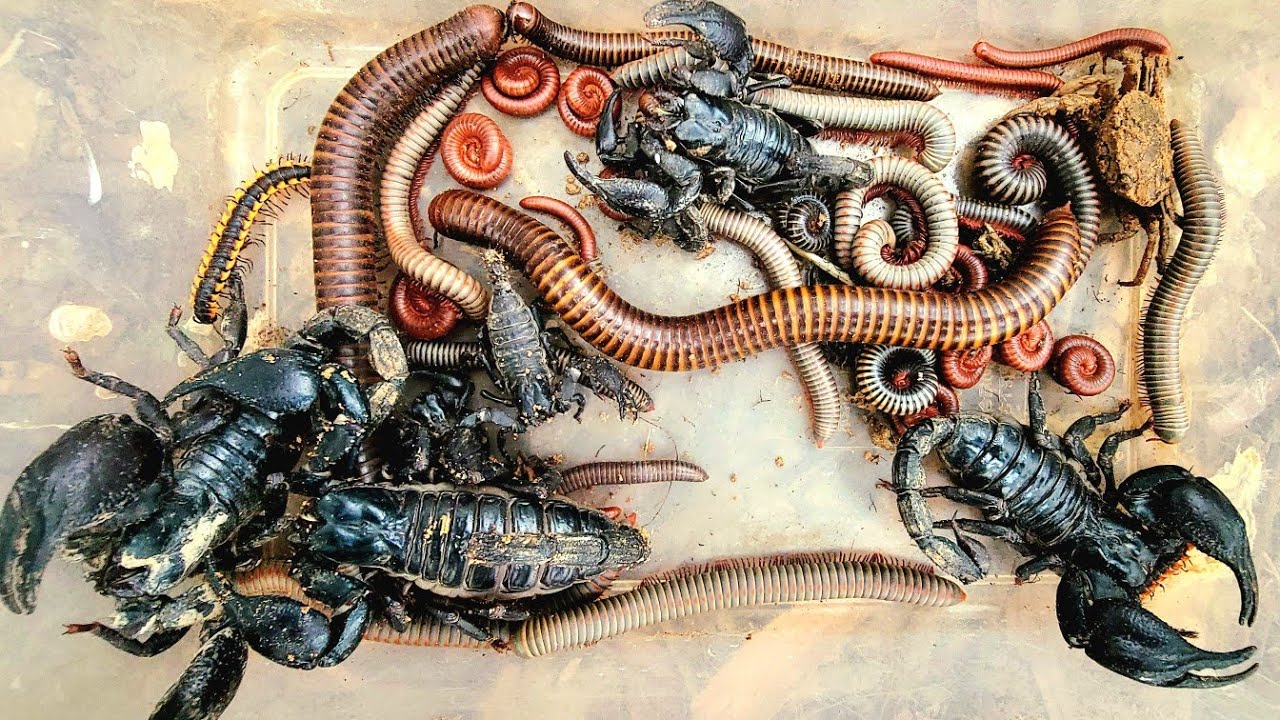 Wow black Millipedes white Millipedes Spotted Scorpion red millipede 