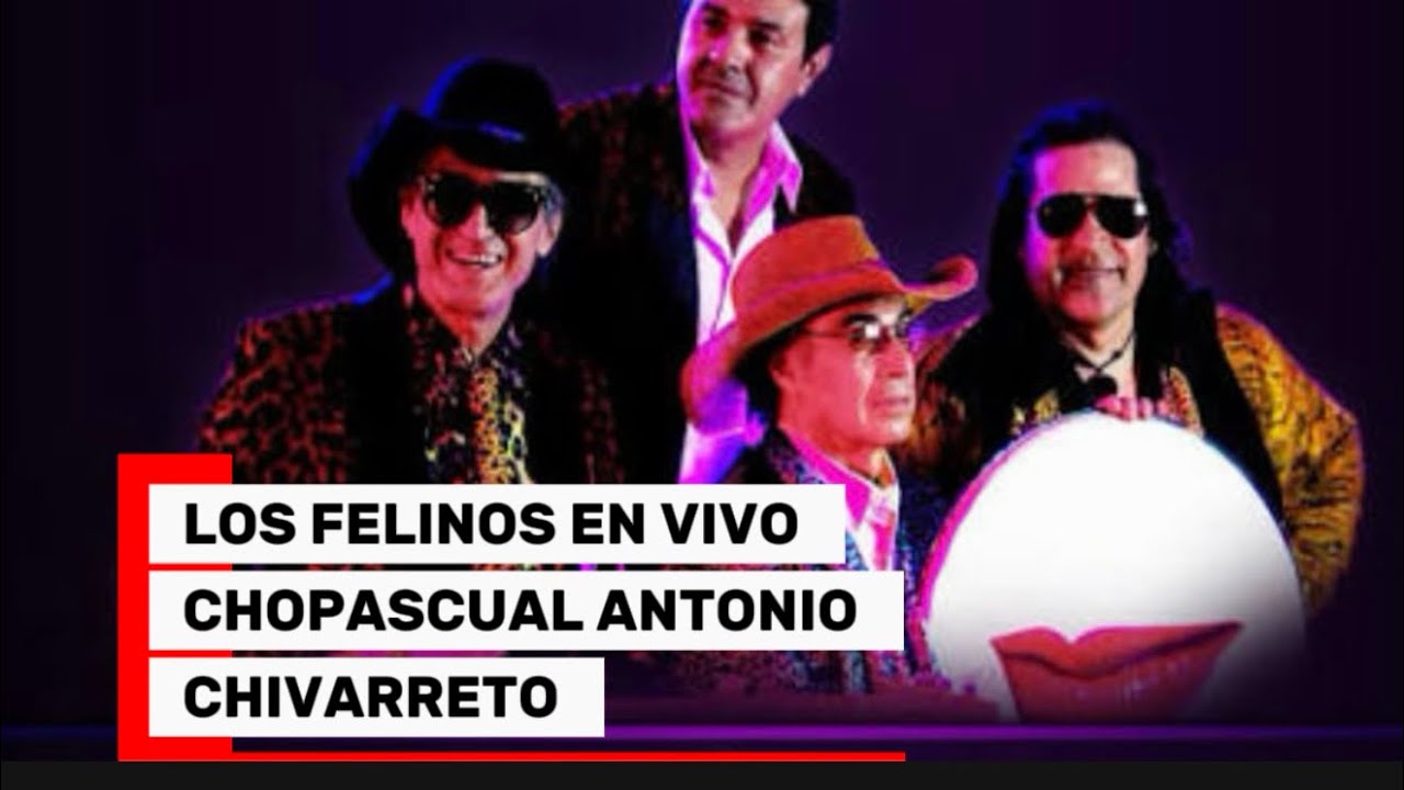 LOS FELINOS EN VIVO