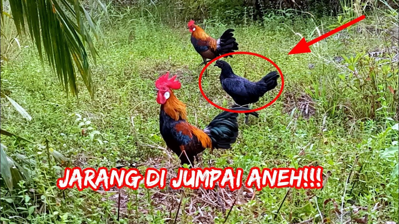 AYAM HUTAN JANTAN MEMBAWA BETINA YANG ANEH
