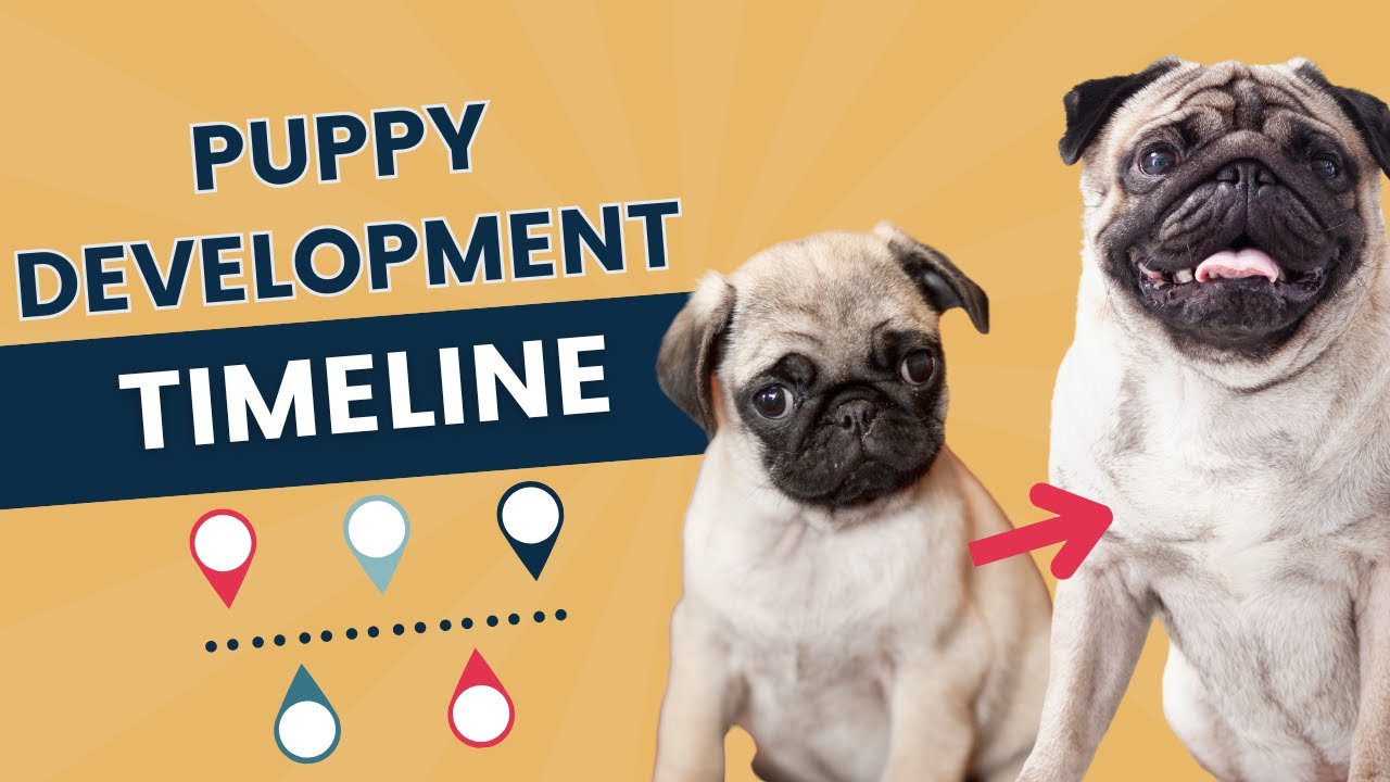 The Timeline of Puppy Growth: What to Expect in the First Year