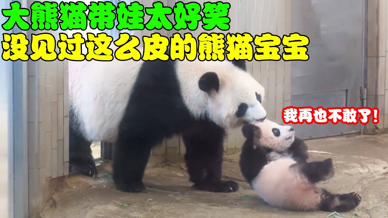 大熊猫带娃太好笑，熊猫妈妈对熊猫宝宝真是又爱又恨！