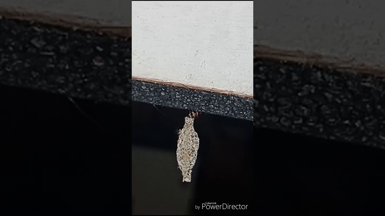 Plaster bagworm -- The Journey!!!