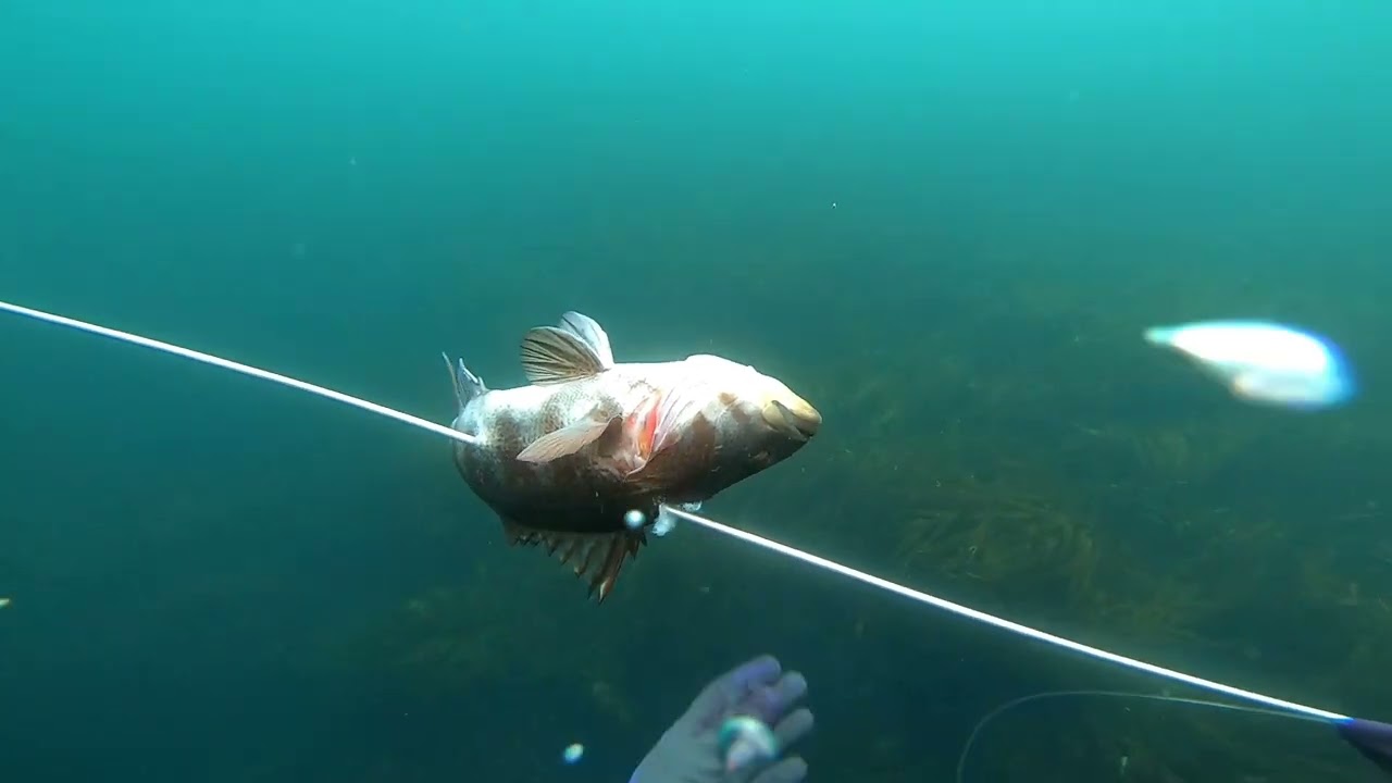 Pesca Submarina Chile 2025 Antofagasta