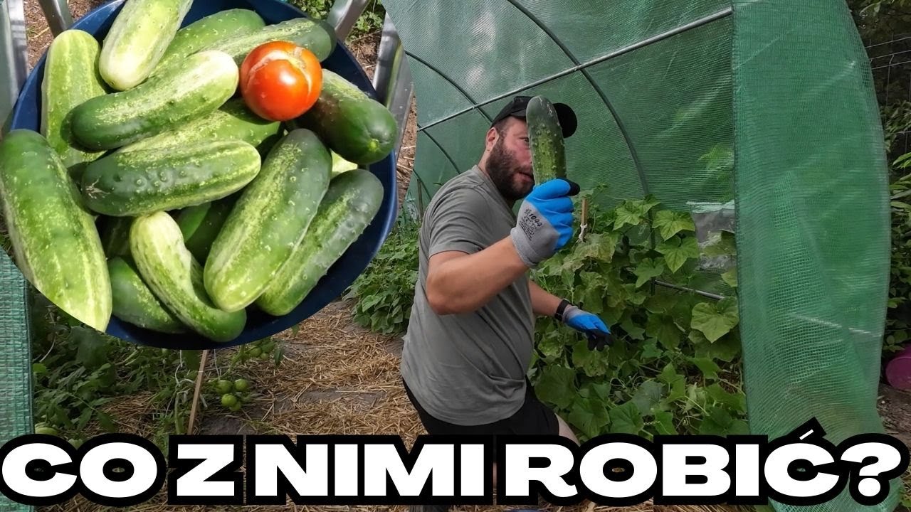 Wielkie ogórki bez nawozu