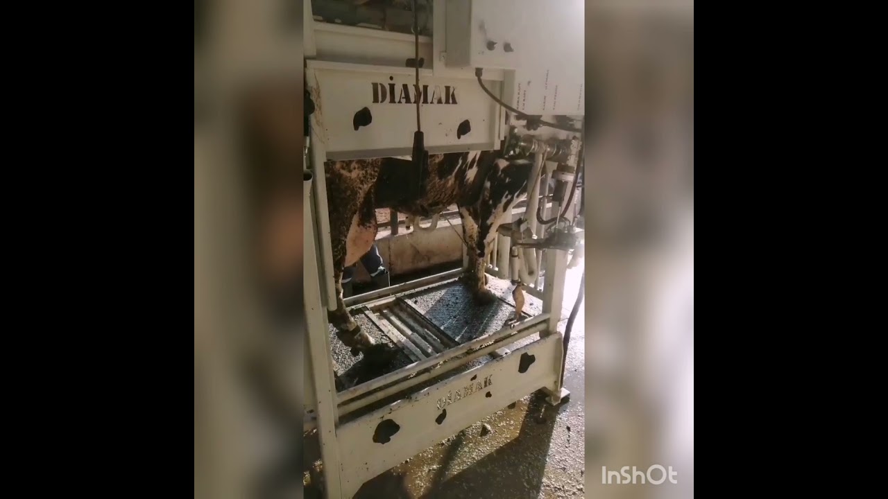 #hoof trimming chute#hidrolik travay#hoof #yari hidrolik travay#elektrikli travay