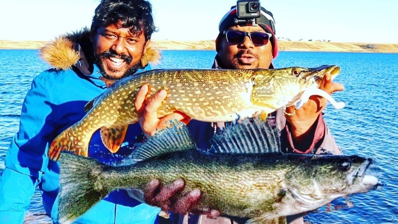 Pike, Walleye, Whitefish Fishing using Dynamite Plastics (Smoking Shad)/ How to catch pike, walleye?