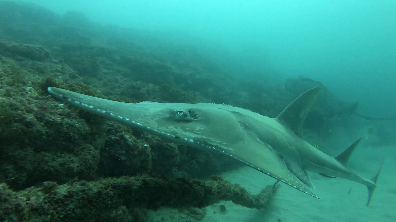 Diving Manta Bommie, Stradbroke Island, January 2026