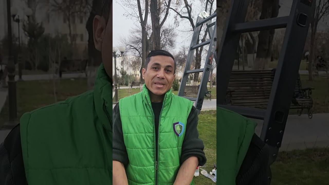 Дыры в деревьях. Откуда они появляются?