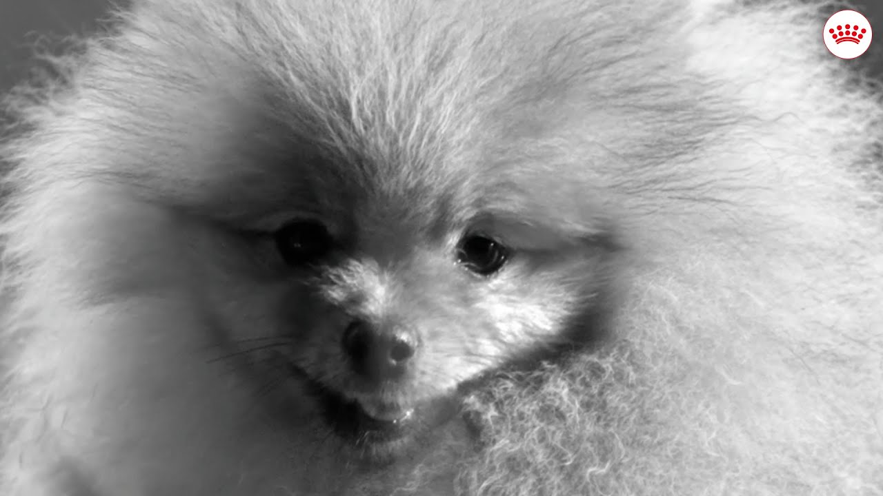 Incredibly Unique: Her K&ouml;pek &Ccedil;ok &Ouml;zeldir