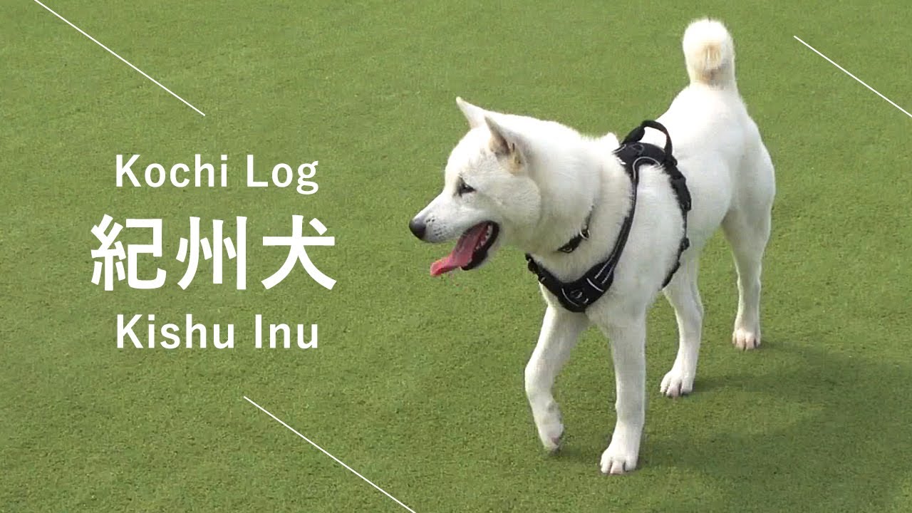 【リスクヘッジ・ドッグラン・他】紀州犬　Kishu Inu ( Japanese dog ) Puppy
