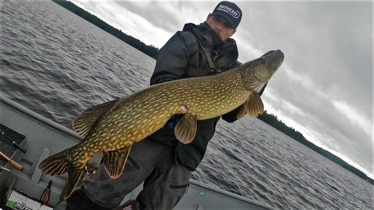 RAAMIKAS T&Auml;SM&Auml;HAUKI 110+CM | ACTIVE TARGET LIVE KUVAA!