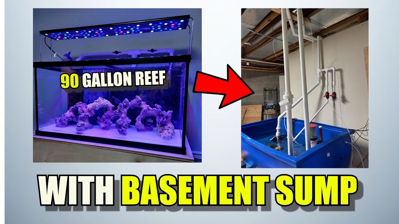 Building a 90 GALLON Reef System That’s Crazy Efficient