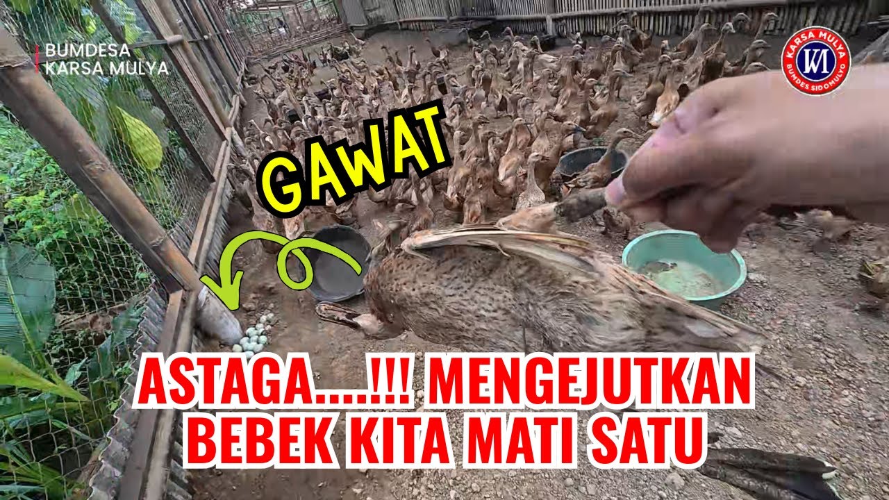 WAKTU BERI PAKAN BEBEK. ASTAGA...!!! MENGEJUTKAN BEBEK KITA M4TI SATU. GAW4T!!!. PERTANDA APA INI?