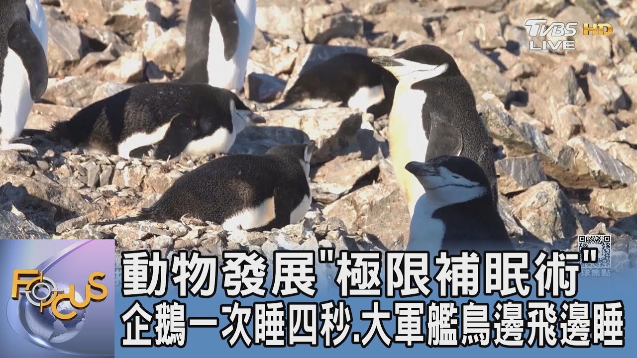 動物發展「極限補眠術」企鵝一次睡四秒.大軍艦鳥邊飛邊睡｜FOCUS午間新聞 20260206 @TVBSNEWS01